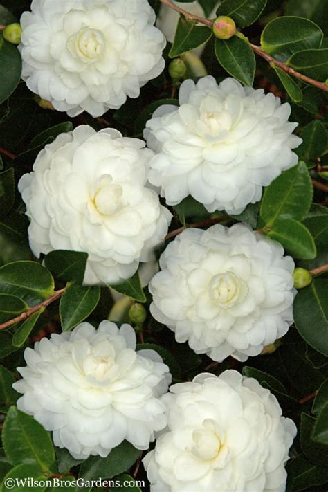 Enhancing Your Garden with the October Magic White Shishi Camellia